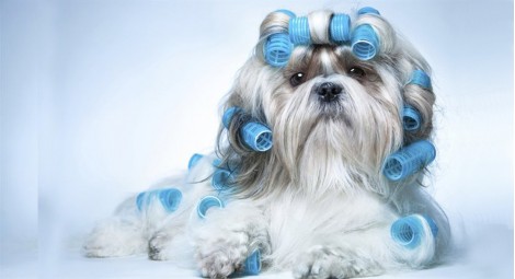 Spa Coccole Dog 